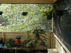 Click to see estherbob2.jpg