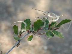 Click to see plants1.jpg