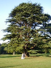 Click to see bl_wedding19.jpg