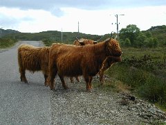 Click to see highlands11.jpg