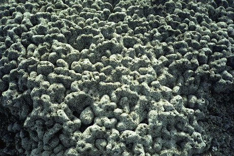 Click to see galapmisc2.jpg