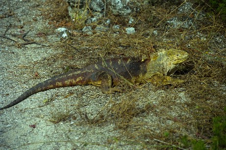 Click to see liguana3.jpg