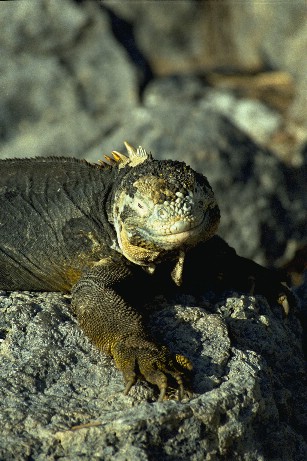 Click to see liguana4.jpg