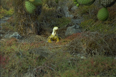 Click to see liguana5.jpg