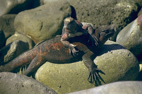 Click to see miguana1.jpg