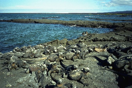 Click to see miguana3.jpg