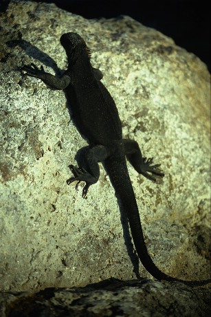 Click to see miguana4.jpg