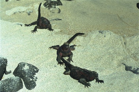 Click to see miguana5.jpg