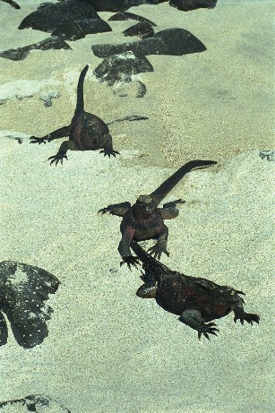 Click to see miguana6.jpg