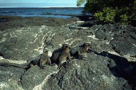 Click to see miguana7.jpg