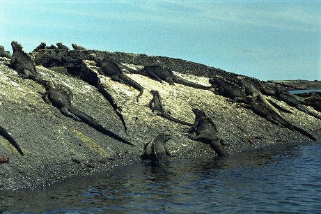 Click to see miguana8.jpg