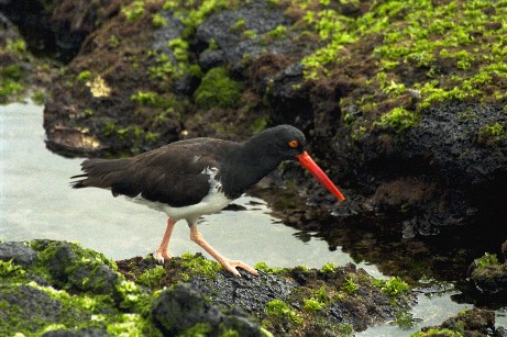 Click to see bird.jpg