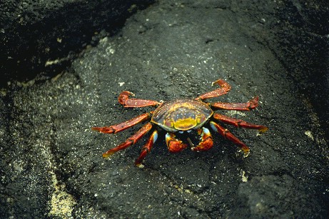 Click to see crab.jpg