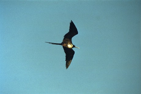 Click to see flyingb2.jpg
