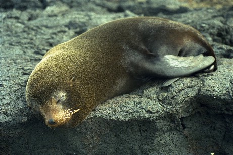 Click to see fseal2.jpg