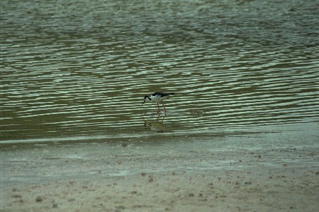 Click to see heron.jpg