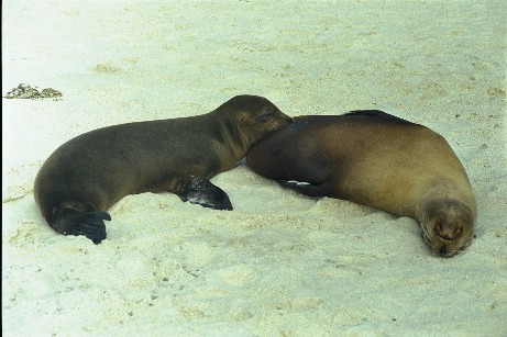 Click to see seal05.jpg