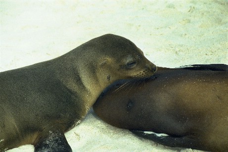 Click to see seal05b.jpg