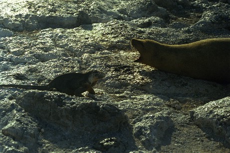 Click to see seal06.jpg