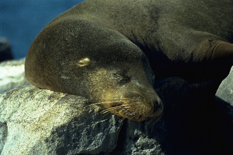 Click to see seal07.jpg