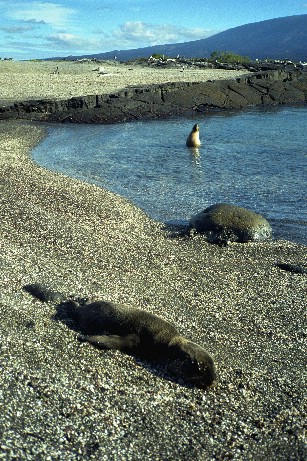 Click to see seal08.jpg