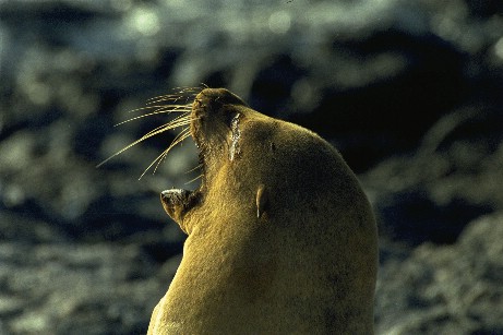 Click to see seal10.jpg