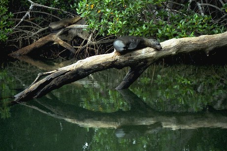 Click to see seal11.jpg