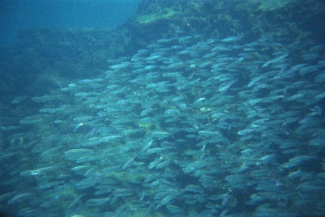 Click to see snfish1.jpg