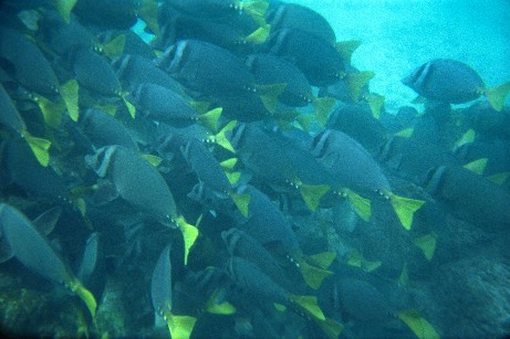 Click to see snfish2.jpg