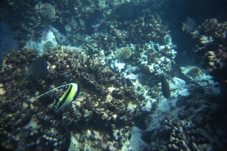 Click to see snfish3.jpg