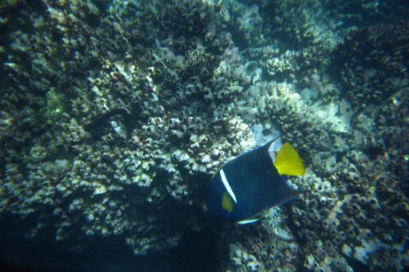 Click to see snfish4.jpg
