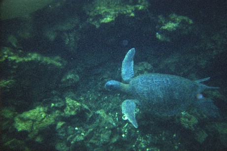 Click to see snturtle.jpg