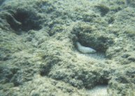 Click to see eel.jpg