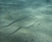 Click to see fish1.jpg