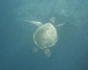 Click to see turtle.jpg