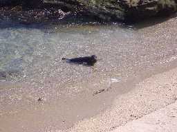 Click to see seals1.JPG