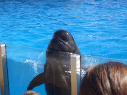 Click to see sw_bubbles2.JPG