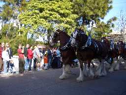 Click to see sw_horses.JPG