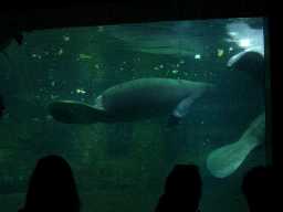 Click to see sw_manatee.JPG