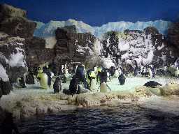 Click to see sw_penguins1.JPG