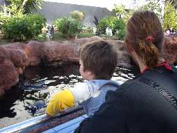 Click to see sw_penguins2.JPG