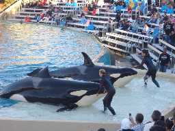 Click to see sw_shamu2.JPG